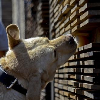 Los perros, guardianes del buen vino:  los canes que detectan …