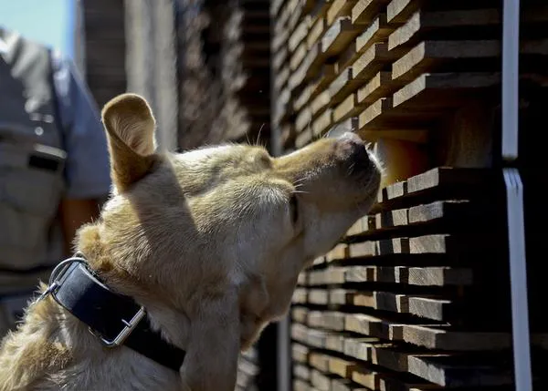 Los perros, guardianes del buen vino:  los canes que detectan los contaminantes del 