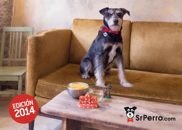 Madrid con Perro, edición 2014: ¿dónde conseguir la guía para disfrutarla con tu can?