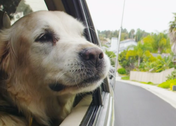 La historia de Beau: o porqué merece la pena adoptar a perros mayores