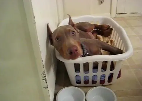 El doberman más listo: 