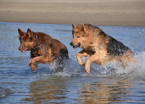 Baubeach: la playa para perros libres y felices.... ¡el paraíso perruno está en italia!