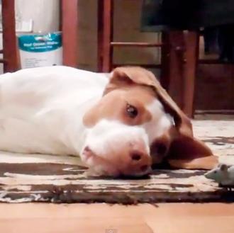 ¿El mejor amigo del perro? El ratón, siempre que tenga …