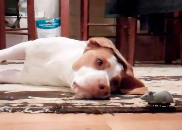 ¿El mejor amigo del perro? El ratón, siempre que tenga pilas