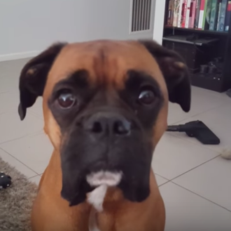 Esos perros que parece que hablen, ¡esos perros!