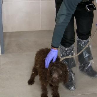 Extraditado de Venezuela a España por un delito de maltrato …