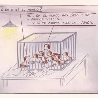 Más de 300.000 personas exigen salvar a los Beagles …