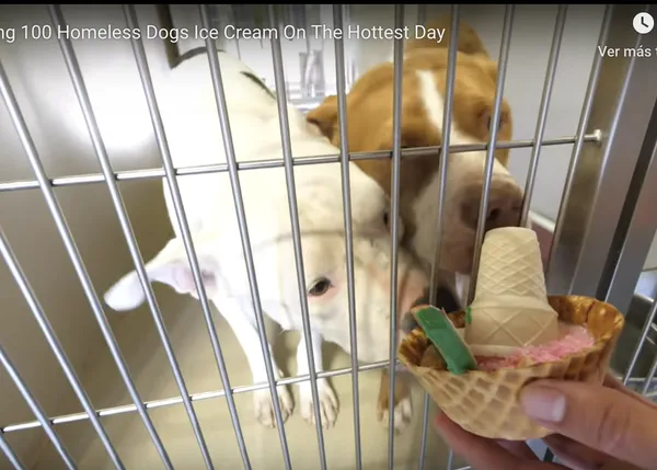 Deliciosa y refrescante sorpresa para todos los canes en una perrera: ¡les regalan helados perrunos!