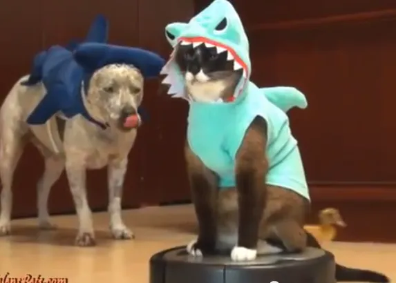 El mejor amigo del gato y del perro y del pato... un robot roomba