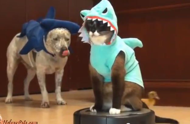 Roomba perros online
