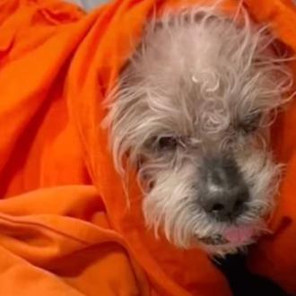 Un abuelete perruno ciego y diabético que fue robado en …