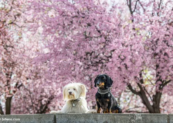 Si te preocupan los gastos veterinarios inesperados, te interesa el seguro de Barkibu
