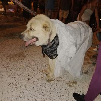 Relato de dos voluntarios sobre la tensa lucha por ayudar …