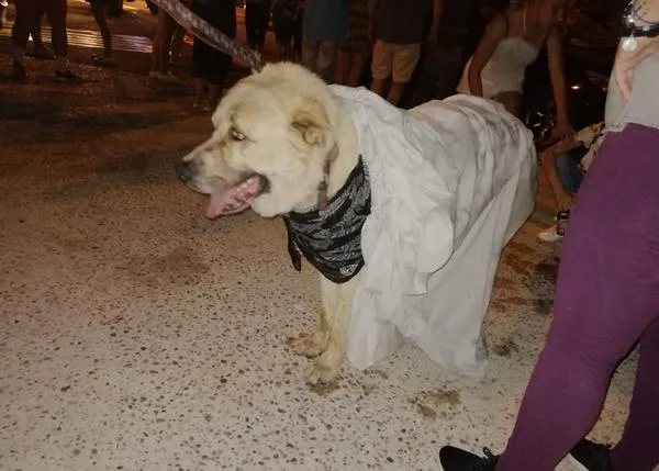 Relato de dos voluntarios sobre la tensa lucha por ayudar a los animales tras los incendios de Almorox