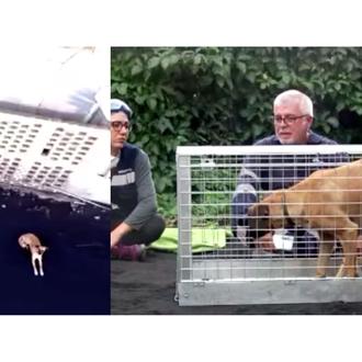 Protectoras y veterinarios voluntarios en La Palma han atendido a …