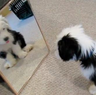 Un cachorro y su reflejo, el mejor juego