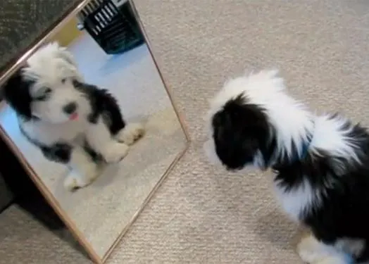 Un cachorro y su reflejo, el mejor juego