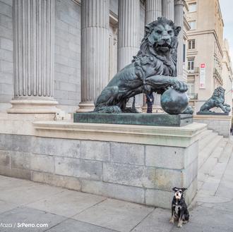 El Congreso debate mañana, día mundial de los animales, la …