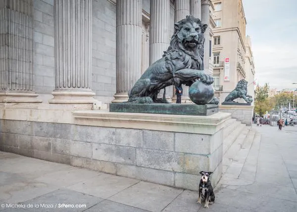 El Congreso debate mañana, día mundial de los animales, la bajada del IVA veterinario