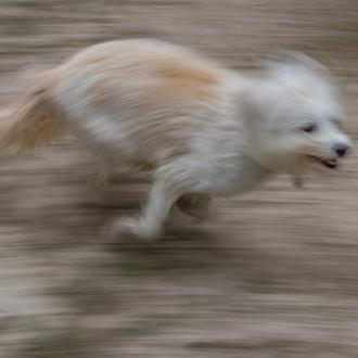 Primeros datos oficiales sobre la gestión de la protección animal …