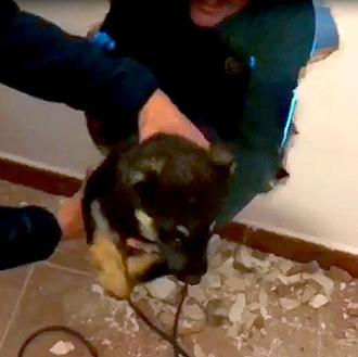 Una cachorra atrapada en una tubería durante casi 20 horas …