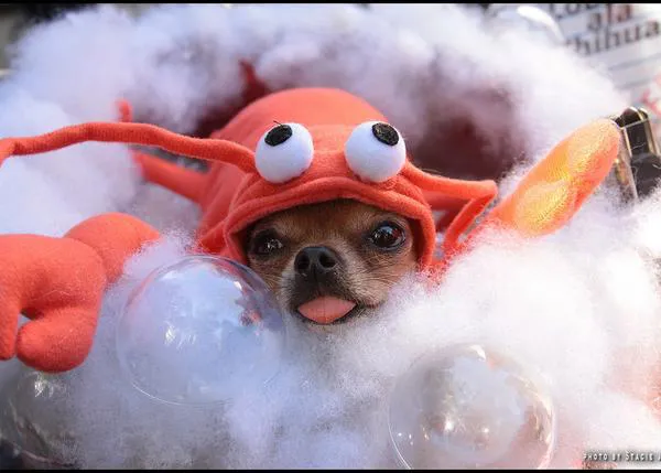 500 perros y unos 25.000 humanos participan en el desfile de disfraces caninos de Halloween más famoso del mundo 