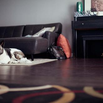 Antes de la llegada de tu perro a casa la …