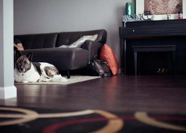 Antes de la llegada de tu perro a casa la primera vez, ¿qué hiciste?