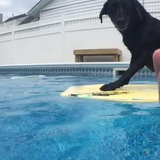 Abby, la labradora aspirante a surfera: maneja el bodyboard en …