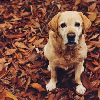 Amores perros para siempre: 4, el labrador que vive en …