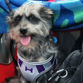 Un perro con mucha suerte, las aventuras felices de un …