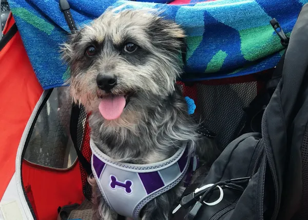 Un perro con mucha suerte, las aventuras felices de un mestizo de altos vuelos