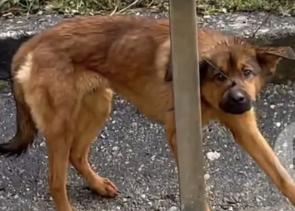 Desesperada búsqueda de un perro abandonado con una brida en el hocico y otra en el cuello