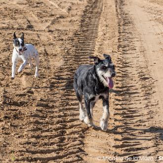 Perros al sol: su piel también es sensible a la …