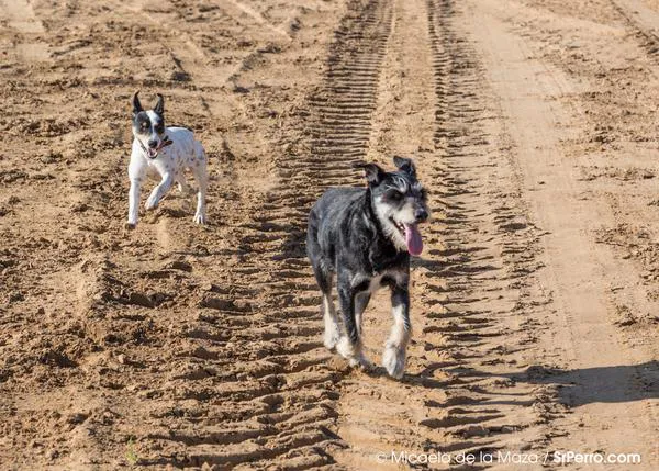 Perros al sol: su piel también es sensible a la exposición excesiva a los rayos solares