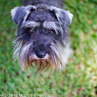 Retratos perrunos: Pipa, una Schnauzer miniatura con mucho arte
