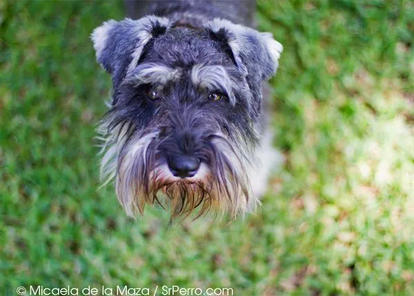 Retratos perrunos: Pipa, una Schnauzer miniatura con mucho arte