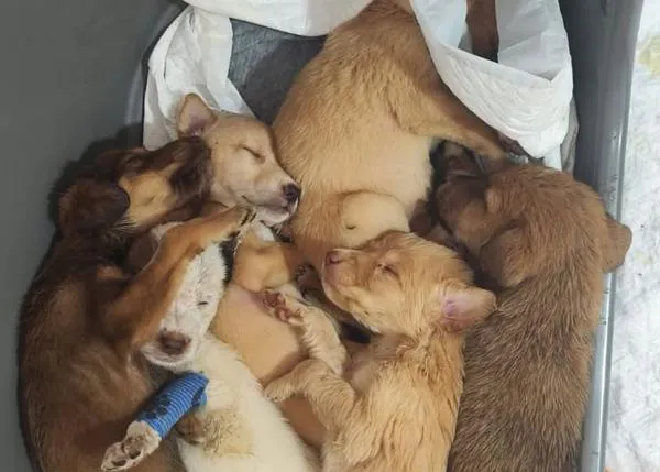 Siete cachorros que habían sido abandonados como si fueran basura van volando, gracias a Patas y Pilotos, hacia una nueva vida