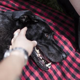 La mayoría de veterinarios en UK reciben peticiones para sacrificar …