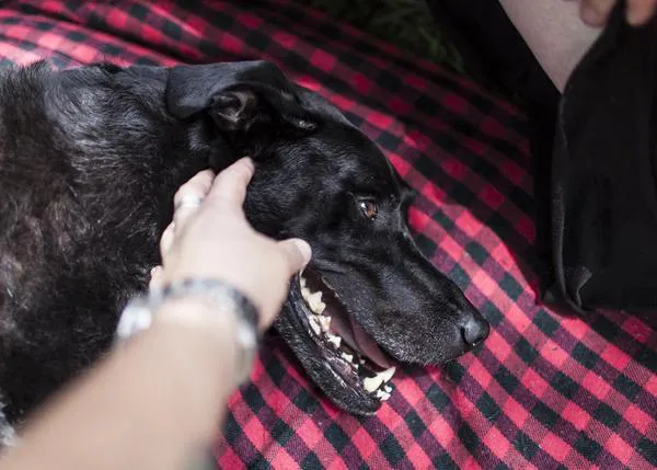 La mayoría de veterinarios en UK reciben peticiones para sacrificar a perros sanos