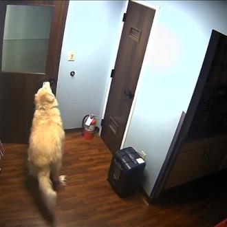 Un perro logra abrir cuatro puertas y ¡escapa de una …