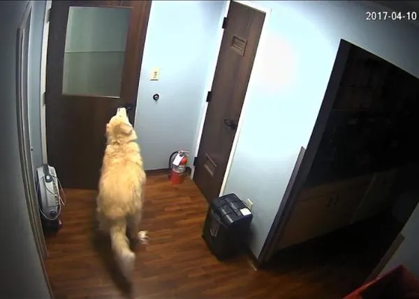 Un perro logra abrir cuatro puertas y ¡escapa de una residencia canina!