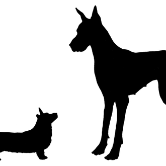 Bella, Max y Princess: los nombres y razas de moda …