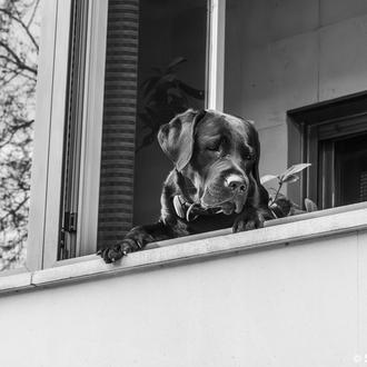 Alquilar un piso cuando tienes perro: una nueva ley en …