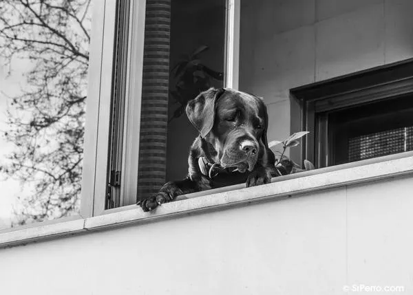 Alquilar un piso cuando tienes perro: una nueva ley en el Reino Unido hará que sea mucho más fácil