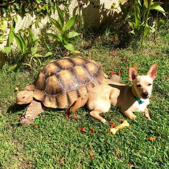 Érase una vez una tortuga rescatada cuyo mejor amigo era …