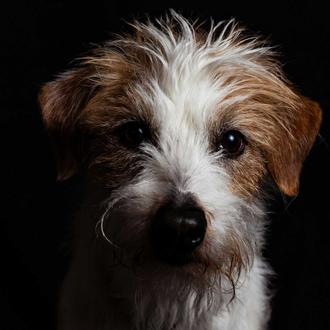 Los perros de ojos oscuros le resultan más amistosos a …
