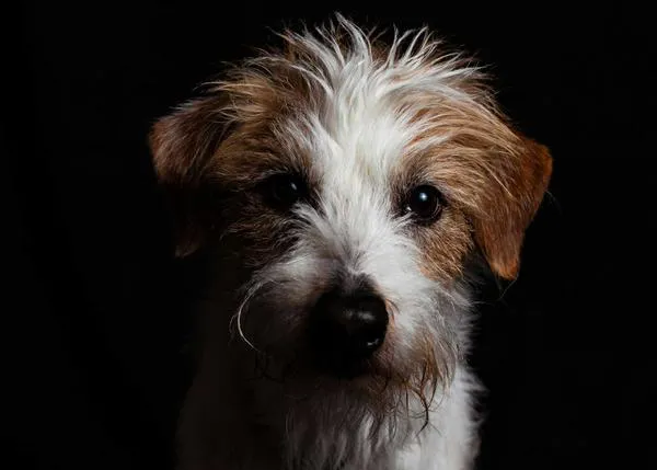 Los perros de ojos oscuros le resultan más amistosos a las personas