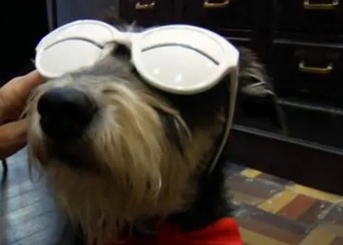 SrPerro en PeloPicoPata - Mascoteros: Colega pasea por Madrid