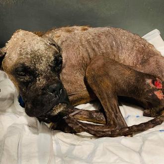 Un rescate muy especial en Galgos del Sol y el …